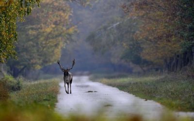 Vigyázzanak a Kisorosziba vezető úton – beindult a dámbikák párzási időszaka