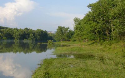 A Szentendrei-szigeten is veszélyben vannak az éltető vizeink